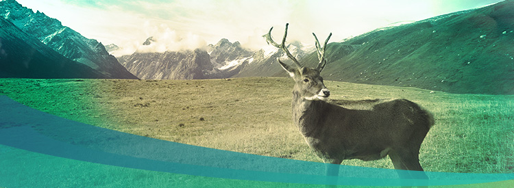 A caribou