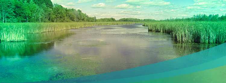Mer Bleue Bog